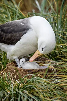 Ground Nesting Prints: Black-browed albatross (Thalassarche melanophris)