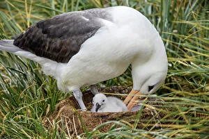 Ground Nesting Prints: Black-browed albatross (Thalassarche melanophris)