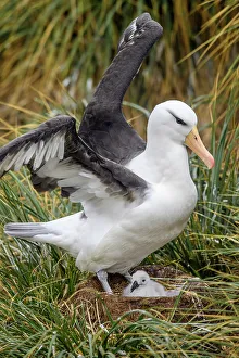 Ground Nesting Prints: Black-browed albatross (Thalassarche melanophris)