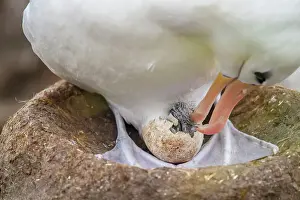 Ground Nesting Prints: Black-browed albatross (Thalassarche melanophris) Adult assisting hatching chick
