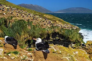 Slopes Prints: Black-browed albatross (Thalassarche melanophris) Birds on nests along cliff top