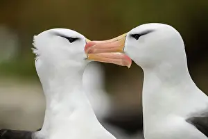 Ground Nesting Prints: Black-browed albatross (Thalassarche melanophris) Pair-bonding interaction