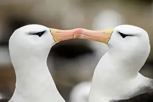 Black-browed albatross (Thalassarche melanophris) Pair-bonding interaction, West Point Island, East Falkland, Falkland Islands
