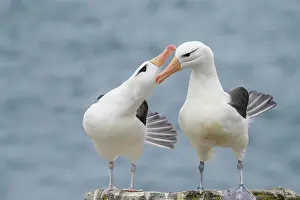 Ground Nesting Prints: Black-browed albatross (Thalassarche melanophris) Pair-bonding interaction