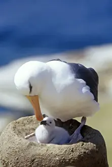 Beak Prints: A black-browned albatross (Thalassarche melanophris) tenderly looking at its chick