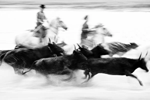 Speed Prints: Black bulls of Camargue and their herders running through the water, Camargue, France