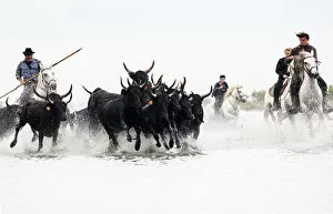 Images Dated 2nd December 2013: Black bulls of Camargue and their herders running through the water, Camargue, France