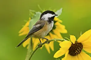 Seasonal Resident Prints: Black capped chickadee (Parus atricapillus) Perched in sunflower plant