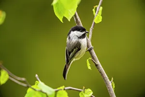 Tits Prints: Black capped chickadee (Poecile atricapillus), Greater Sudbury, Ontario, Canada