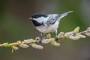 Black-capped Chickadee (Poecile atricapillus), Ontario, Canada