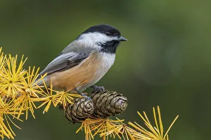 Chickadee Prints: Black-capped Chickadee (Poecile atricapillus), Ontario, Canada