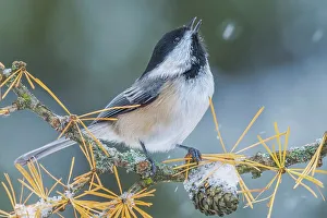 Chickadee Prints: Black-capped Chickadee (Poecile atricapillus), Ontario, Canada