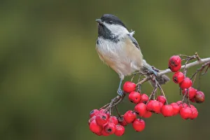 Chickadee Prints: Black-capped Chickadee (Poecile atricapillus), Thornton, Ontario, Canada