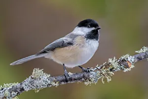 Chickadee Prints: Black-capped Chickadee (Poecile atricapillus), Ontario, Canada