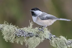 Chickadee Prints: Black-capped Chickadee (Poecile atricapillus), Ontario, Canada