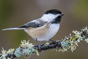 Black-capped Chickadee (Poecile atricapillus), Ontario, Canada