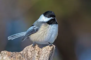 Chickadee Prints: Black-capped Chickadee (Poecile atricapillus), Ontario, Canada