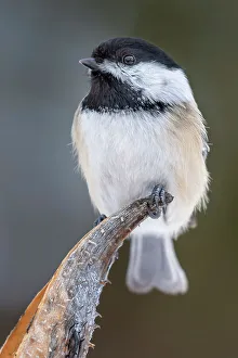Chickadee Prints: Black-capped Chickadee (Poecile atricapillus), Thornton, Ontario, Canada