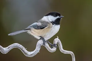 Andrew Mclachlan Prints: Black-capped Chickadee (Poecile atricapillus), Ontario, Canada