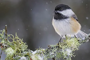 Songbird Prints: Black-capped Chickadee (Poecile atricapillus), Ontario, Canada