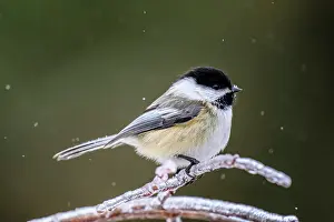 Snowing Prints: Black capped chickadee (Poecile atricapillus), Greater Sudbury, Ontario, Canada