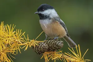 Autumn Color Prints: Black-capped Chickadee (Poecile atricapillus) in an autumn Tamarack Tree