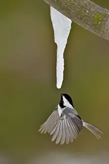 Maples Prints: Black-capped Chickadee (Poecile atricapillus) feeding on maple sap dripping from a maple icicle