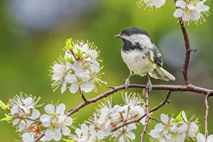 Simcoe County Prints: Black-capped Chickadee (Poecile atricapillus) among hawthorn tree blossoms