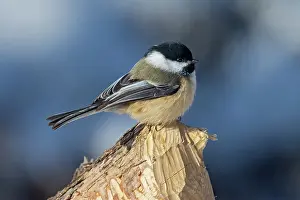 Winnipeg Prints: Black-capped chickadee (Poecile atricapillus) in the Seine River Forest