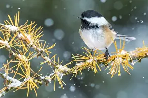 Chickadee Prints: Black-capped Chickadee (Poecile atricapillus) in snowy conditions near Thornton