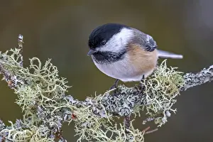 Thornton Prints: Black-capped Chickadee (Poecile atricapillus) in winter, Thornton, Ontario, Canada