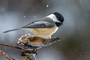 Thornton Prints: Black-capped Chickadee (Poecile atricapillus) in winter, Thornton, Ontario, Canada