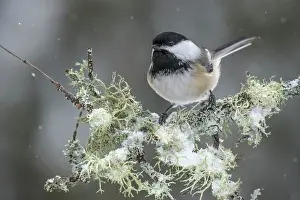 Thornton Prints: Black-capped Chickadee (Poecile atricapillus) in winter, Thornton, Ontario, Canada