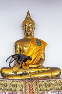 Buddah Prints: A black car walking on a Buddha statue in Wat Pho (Temple of the Reclining Buddha)