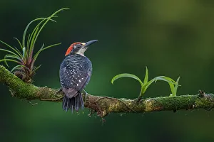 Woodpeckers Prints: Black-cheeked Woodpecker (Melanerpes pucherani), Boca Tapada, Costa Rica