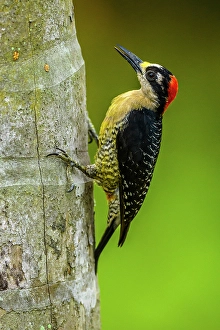 Natural Environment Prints: Black-cheeked woodpecker (Melanerpes pucherani), , Alajuela, Costa Rica