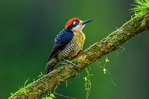 Males Prints: Black-cheeked woodpecker (Melanerpes pucherani), Laguna del Lagarto, Alajuela, Costa Rica
