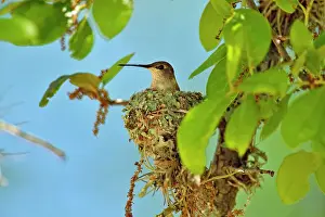 Females Prints: Black-chinned hummingbird (Archilochus alexandri) Incubating eggs in a nest in an oak tree