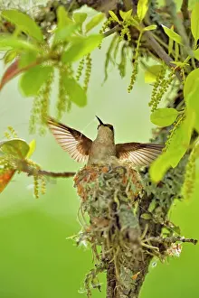 Females Prints: Black-chinned hummingbird (Archilochus alexandri) nest in an oak tree