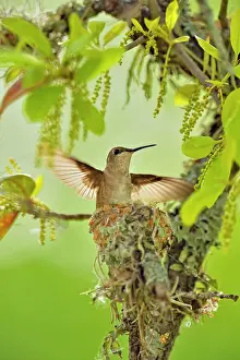Females Prints: Black-chinned hummingbird (Archilochus alexandri) nest in an oak tree