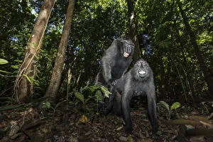 Black crested macaque, macaca nigra, Tangkoko National Park, Northern Sulawesi, Indonesia