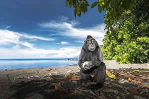 Black crested macaque, Tangkoko National Park, Northern Sulawesi, Sulawesi, Indonesia