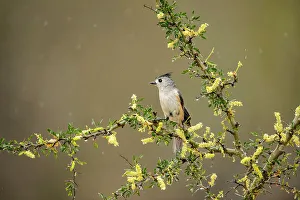 Backyard Suburban Prints: Black-crested Titmouse (Baeolophus atricristatus)