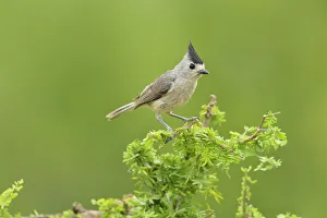 Seasonal Resident Prints: Black-crested Titmouse (Baeolophus atricristatus), Rio Grande City, Texas, USA