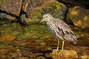 Feathers Prints: Black-crowned night heron (Nycticorax nycticorax)