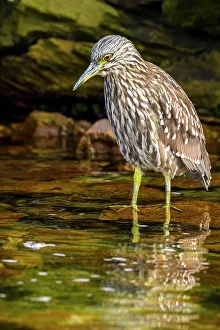 Feathers Prints: Black-crowned night heron (Nycticorax nycticorax)