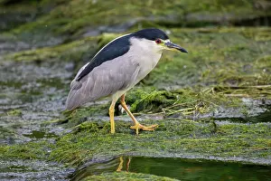Close Ups Prints: Black crowned night heron (Nycticorax nycticorax), Greater Sudbury, Ontario, Canada