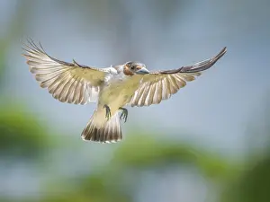 Pura Vida Prints: Black-crowned Tityra (Tityra inquisitor) female in flight