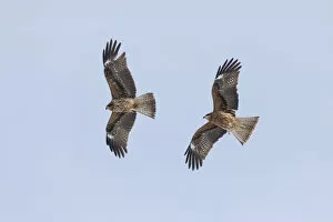 Images Dated 6th April 2021: Two black-eared kites (Milvus migrans lineatus) in flight, Hokkaido, Japan