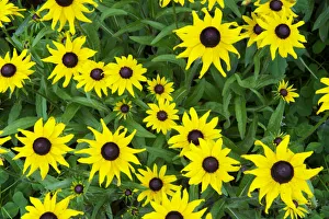 Images Dated 29th May 2013: Black eyed susan, Rudbeckia hirta, Custer state Park, Black hills, South Dakota, USA